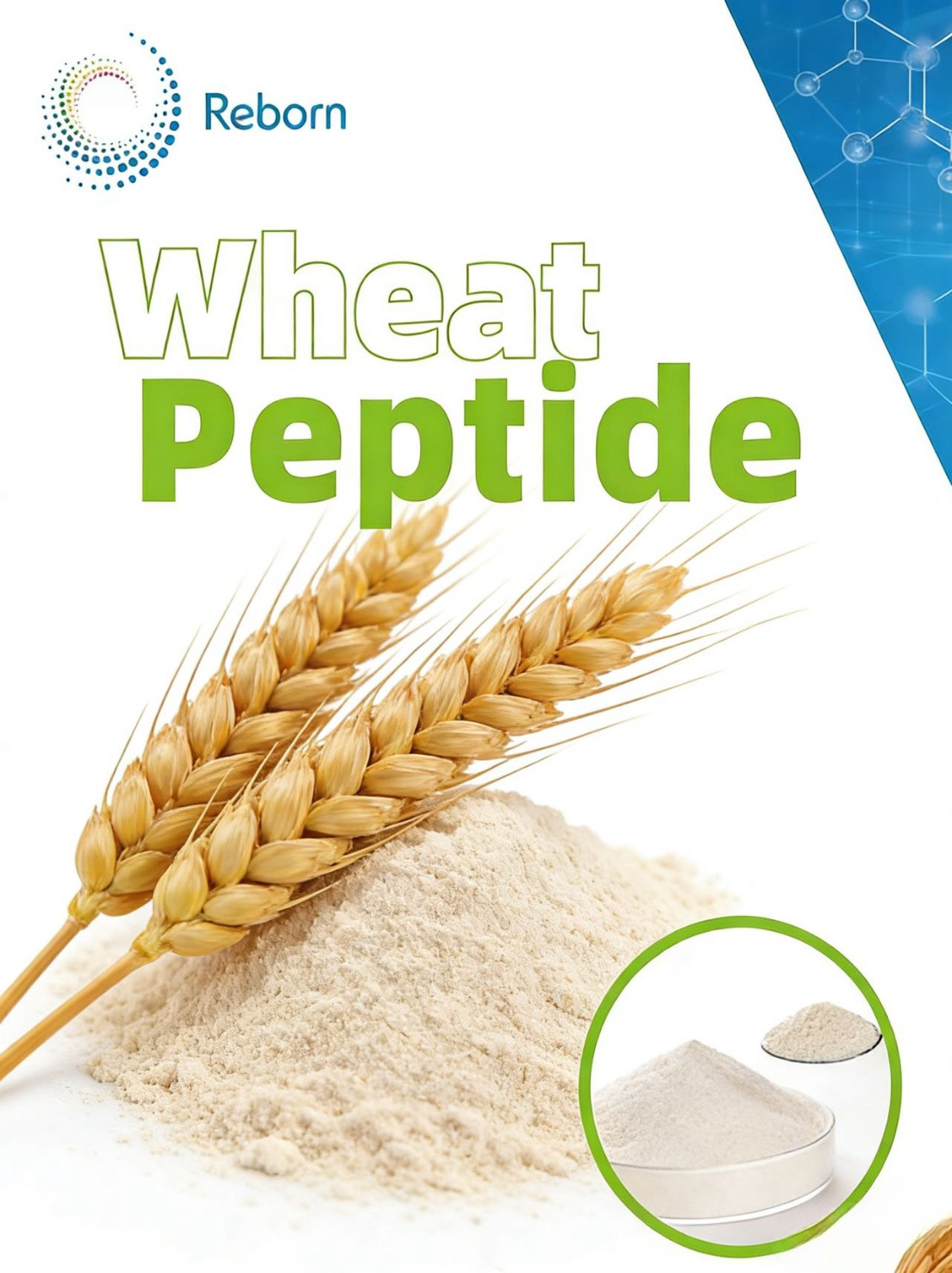 wheat protein peptide